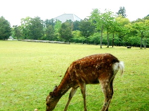 奈良公園の鹿　大仏殿
