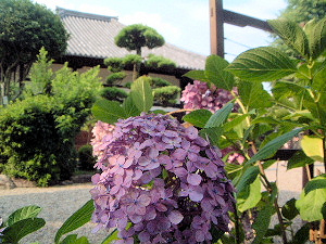飛鳥寺の紫陽花