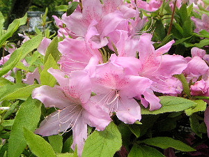 岡寺の花