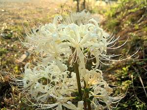 明日香村の彼岸花　白い彼岸花