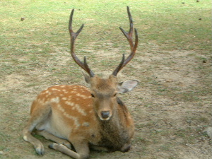 立派な角を持つ奈良公園の鹿