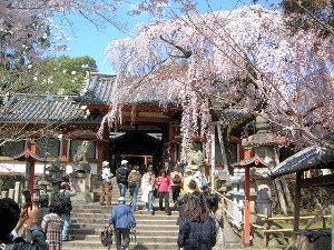 氷室神社　枝垂れ桜