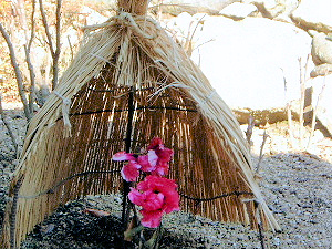 寒ぼたん　寒ボタン　寒牡丹　奈良県の長谷寺