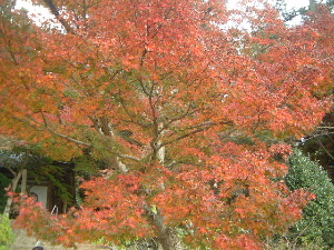 長岳寺の紅葉
