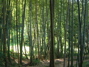 竹やぶ