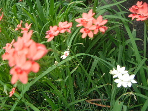 中庭に咲く花