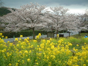 石舞台古墳　菜の花と桜