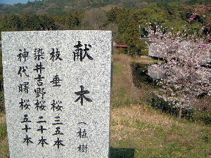 献木　大神神社の桜