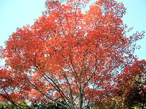 紅葉の写真　談山神社