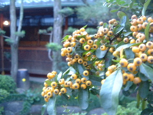 中庭　日本庭園
