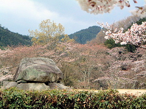 石舞台古墳の桜
