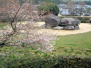 石舞台古墳の桜