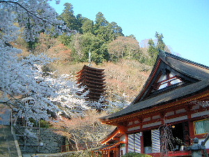 談山神社の桜　十三重塔