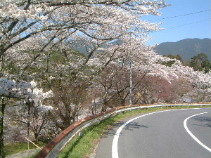 談山神社の桜