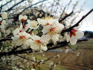 高松塚古墳に咲く梅