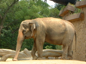 天王寺動物園のゾウ